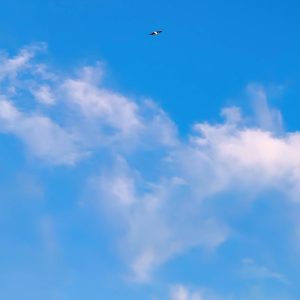 Compañera Celestial